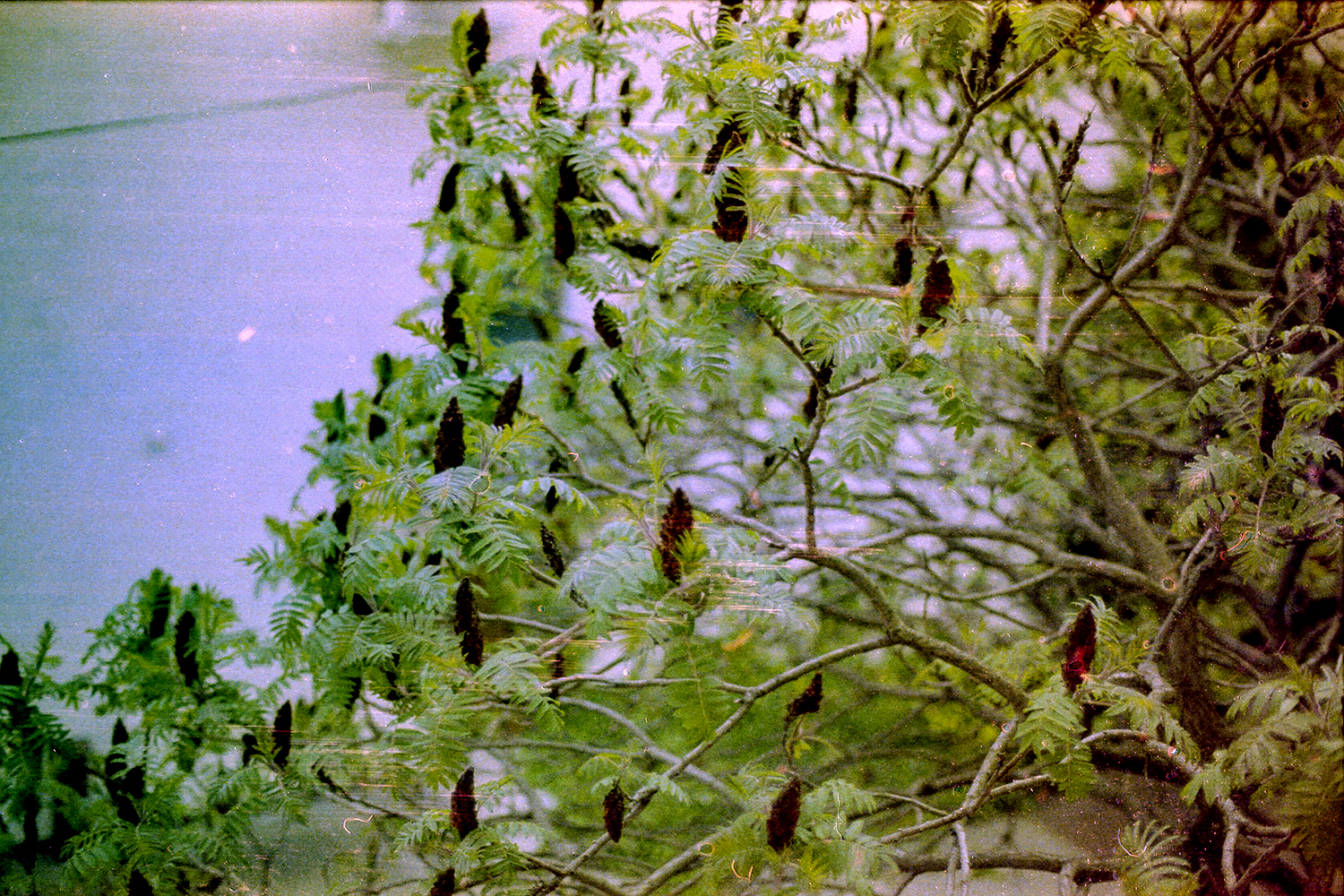 Nikon F5 | Fujifilm F500@6 | ECN-2 24*C 16min.